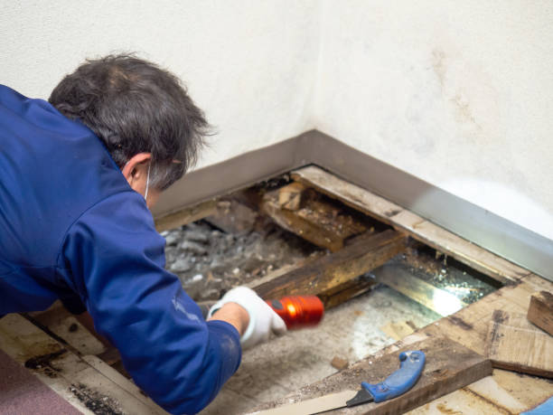 Best Industrial Mold Remediation in Arthurdale, WV