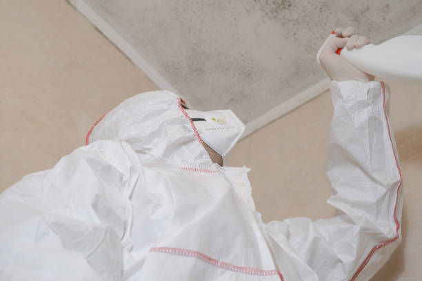 Best Health and Safety Mold Remediation in Arthurdale, WV