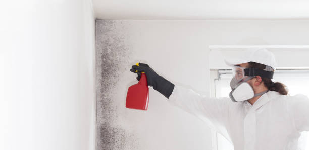 Best Preventive Mold Services in Arthurdale, WV