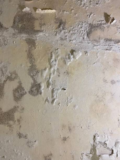 Best Attic Mold Remediation in Arthurdale, WV