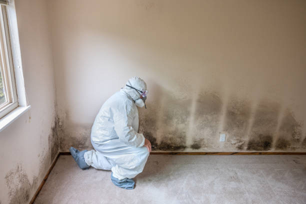 Best Commercial Mold Remediation in Arthurdale, WV